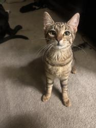 Lost Female Cat last seen Near S Vermont Ave, Los Angeles, CA 90007, Los Angeles, CA 90007