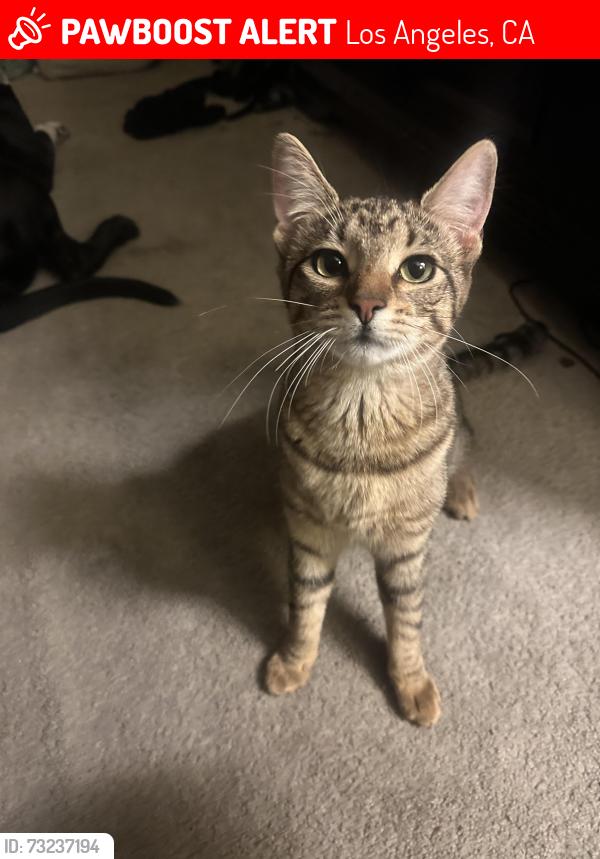 Lost Female Cat last seen Near S Vermont Ave, Los Angeles, CA 90007, Los Angeles, CA 90007