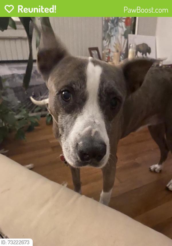 Reunited Female Dog last seen Montopolis and Felix Avenue, Austin, TX 78741