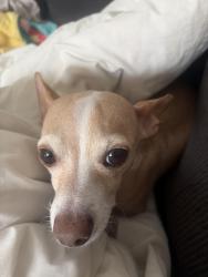 Lost Female Dog last seen McKenzie Towne skate park, Calgary, AB T2Z 4G1