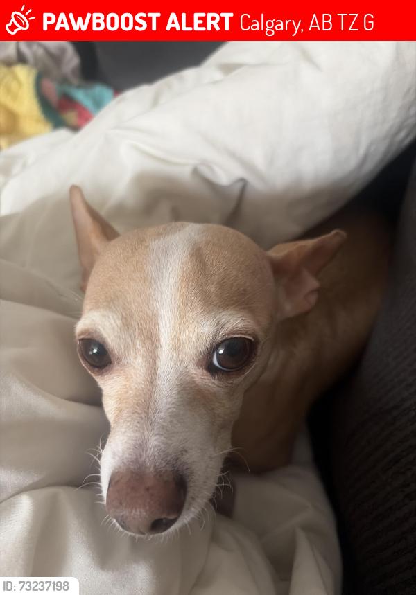 Lost Female Dog last seen McKenzie Towne skate park, Calgary, AB T2Z 4G1