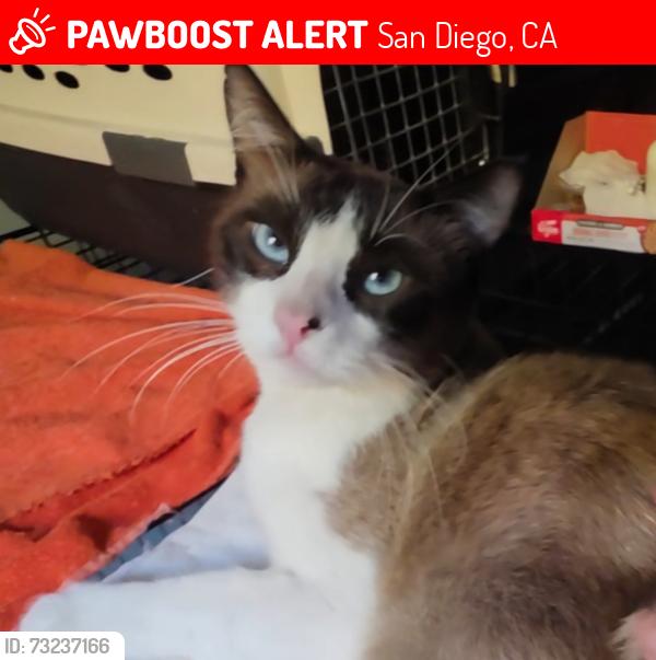 Lost Male Cat last seen Ithaca Place, next to San Clemente canyon area, San Diego, CA 92122