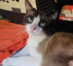 Lost Male Cat last seen Ithaca Place, next to San Clemente canyon area, San Diego, CA 92122