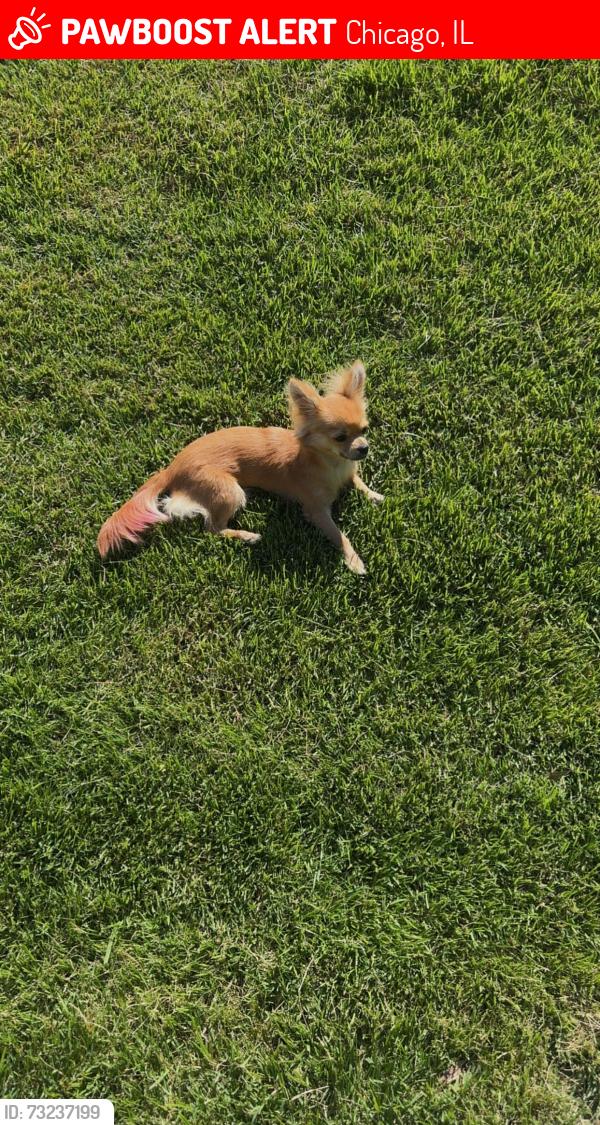 Lost Female Dog last seen 82nd and Stoney Island, Chicago, IL 60617