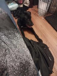 Reunited Male Dog last seen Mills, Kalamazoo, MI 49001