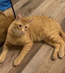 Lost Male Cat last seen Near union mill dr, Aurora, IL 60503
