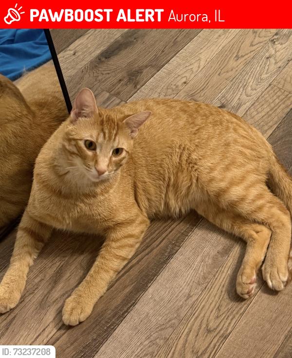 Lost Male Cat last seen Near union mill dr, Aurora, IL 60503