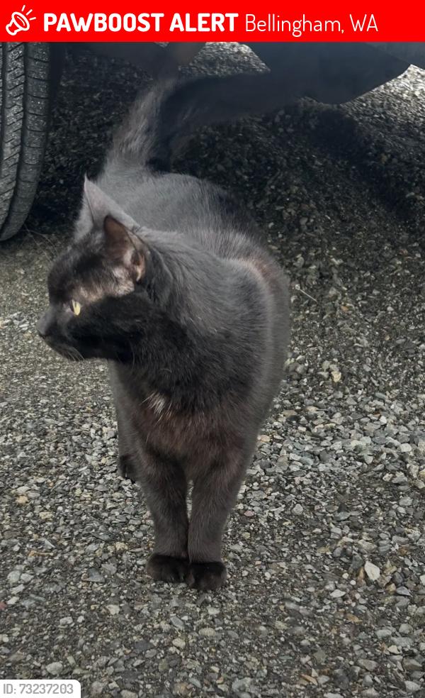 Lost Male Cat last seen Pacific st and Carolina st, Bellingham, WA 98228