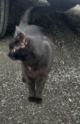 Lost Male Cat last seen Pacific st and Carolina st, Bellingham, WA 98228