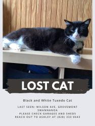 Lost Male Cat last seen Wilson Ave, swannanoa, Swannanoa, NC 28778