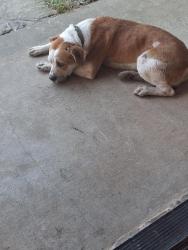 Found/Stray Male Dog last seen Near highway( Greenville street) near 17 ( osborn street), Alba, TX 75410