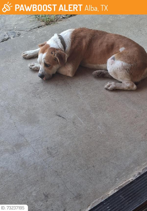 Found/Stray Male Dog last seen Near highway( Greenville street) near 17 ( osborn street), Alba, TX 75410