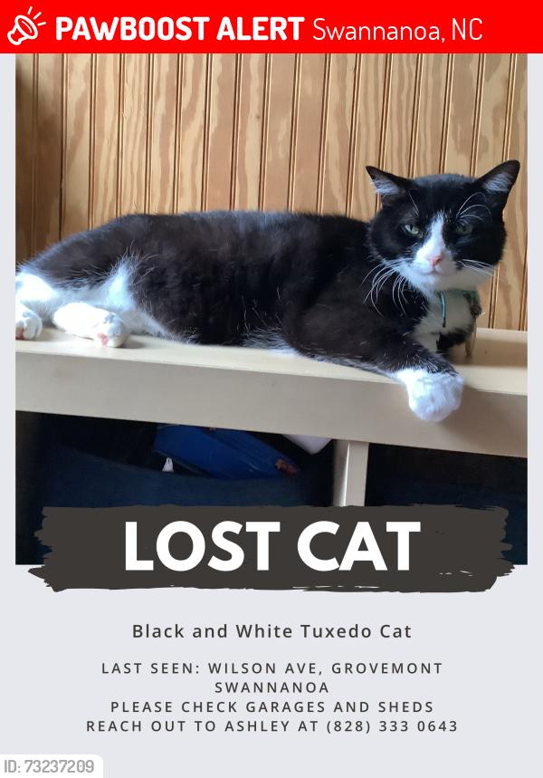 Lost Male Cat last seen Wilson Ave, swannanoa, Swannanoa, NC 28778