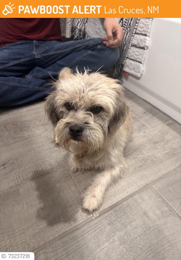 Found/Stray Unknown Dog last seen Metro Verde Splash Park, Las Cruces, NM 88012