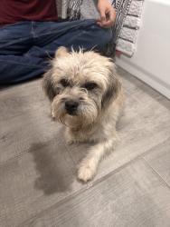 Found/Stray Unknown Dog last seen Metro Verde Splash Park, Las Cruces, NM 88012
