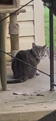 Found/Stray Unknown Cat last seen Knight way and 54, Fayetteville, GA 30214