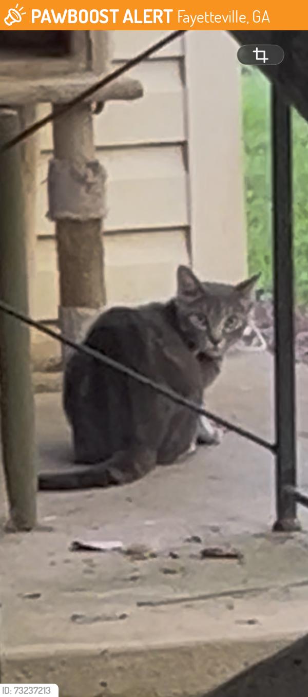 Found/Stray Unknown Cat last seen Knight way and 54, Fayetteville, GA 30214