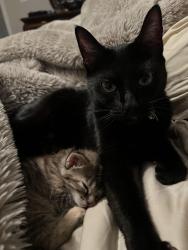 Reunited Female Cat last seen Lakewood Dr, Fayetteville, NC 28306