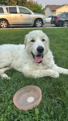 Found/Stray Unknown Dog last seen Near n mirage st, Nampa, ID 83651