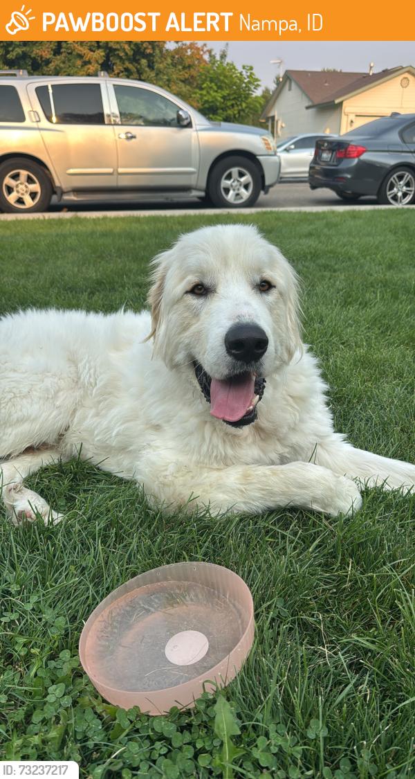 Found/Stray Unknown Dog last seen Near n mirage st, Nampa, ID 83651