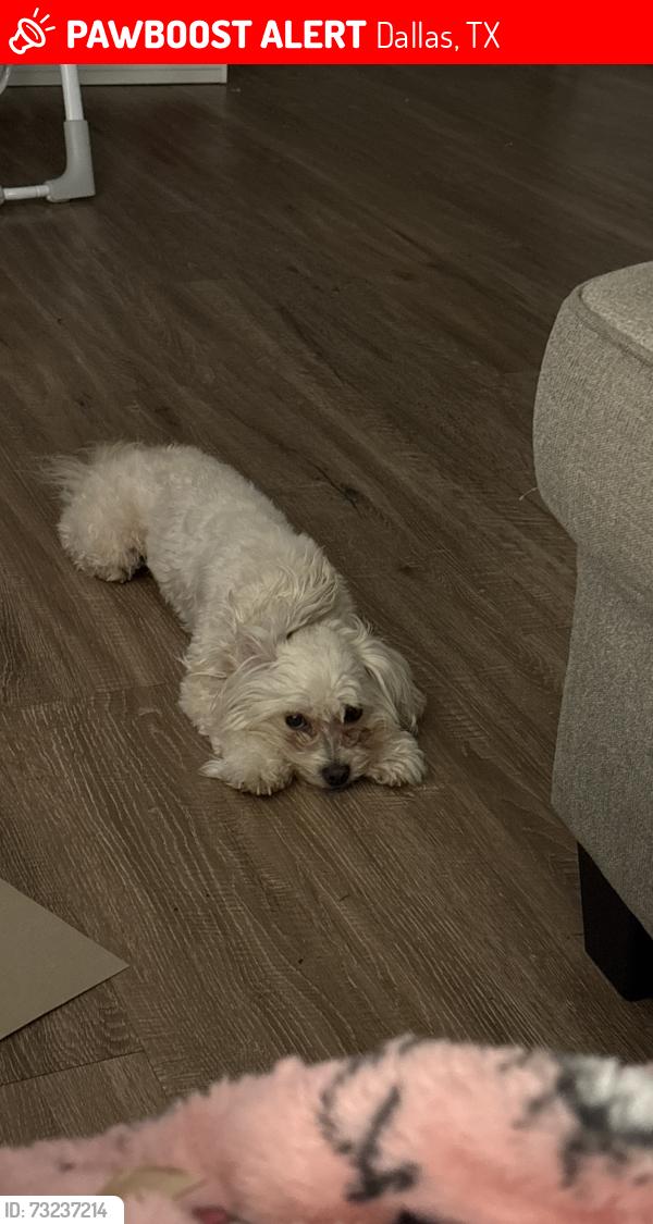 Lost Female Dog last seen Arapaho and Montfort, Dallas, TX 75248