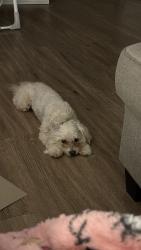 Lost Female Dog last seen Arapaho and Montfort, Dallas, TX 75248