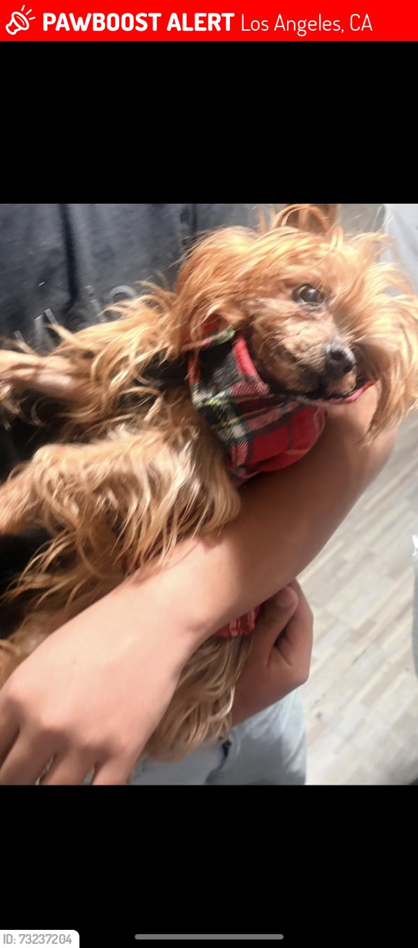 Lost Female Dog last seen Archwood & noble, Los Angeles, CA 91405