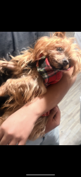 Lost Female Dog last seen Archwood & noble, Los Angeles, CA 91405