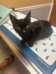 Lost Male Cat last seen Anne, Newport News, VA 23601