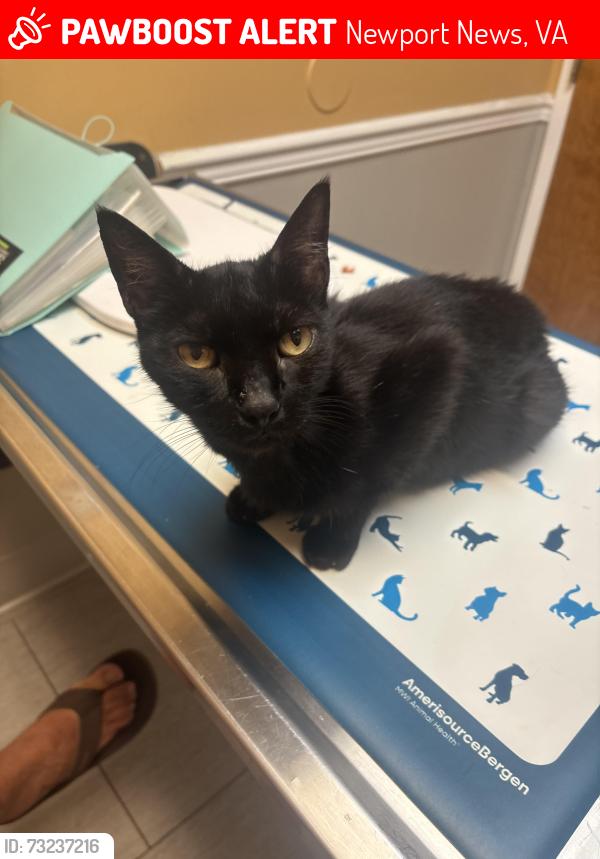 Lost Male Cat last seen Anne, Newport News, VA 23601