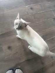 Lost Male Cat last seen Near Belmont st and Smith ave Osceola WI, Osceola, WI 54020