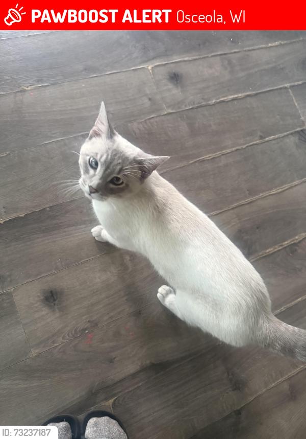 Lost Male Cat last seen Near Belmont st and Smith ave Osceola WI, Osceola, WI 54020