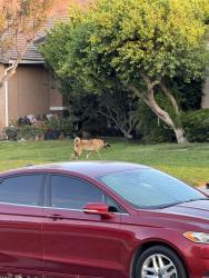 Found/Stray Unknown Dog last seen Jurupa and Sierra, Fontana, CA 92337