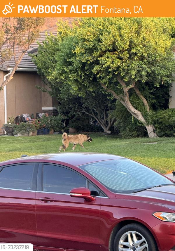 Found/Stray Unknown Dog last seen Jurupa and Sierra, Fontana, CA 92337