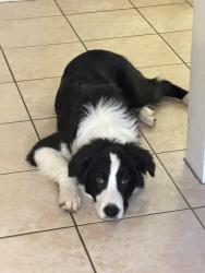 Lost Male Dog last seen Ryans Road Northgate 4013, Northgate, QLD 
