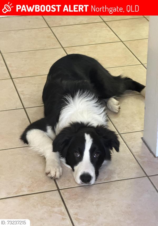 Lost Male Dog last seen Ryans Road Northgate 4013, Northgate, QLD 