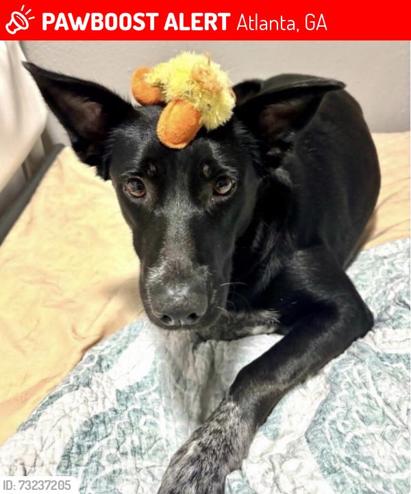 Lost Female Dog last seen Osborn Roundabout, Atlanta, GA 30319