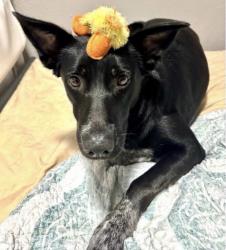 Lost Female Dog last seen Osborn Roundabout, Atlanta, GA 30319