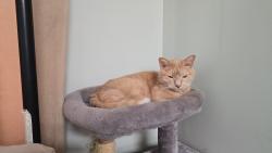 Lost Male Cat last seen Morgan and MacKenzie, Haldimand, ON N3W 1H6