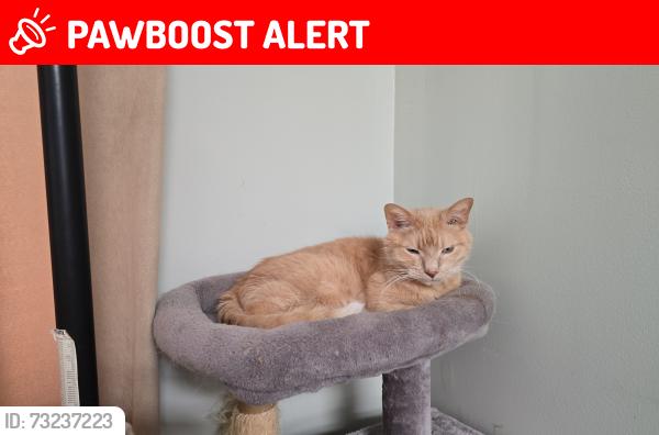 Lost Male Cat last seen Morgan and MacKenzie, Haldimand, ON N3W 1H6