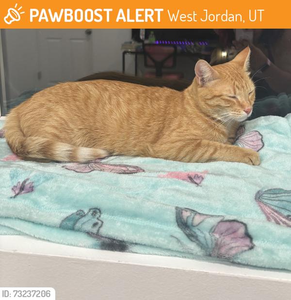 Found/Stray Female Cat last seen Near S and Cougar Lane, West Jordan, UT 84084