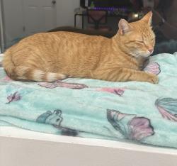 Found/Stray Female Cat last seen Near S and Cougar Lane, West Jordan, UT 84084