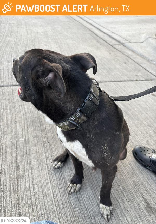 Found/Stray Male Dog last seen Near Barton dr, Arlington, TX 76010