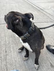 Found/Stray Male Dog last seen Near Barton dr, Arlington, TX 76010