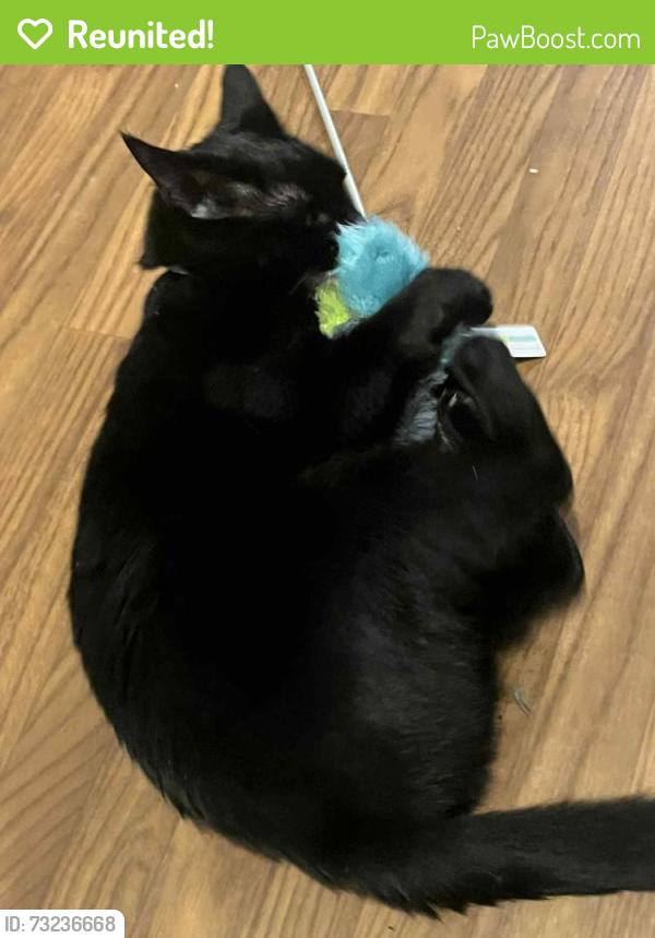 Reunited Male Cat last seen In a neighborhood, Mauldin, SC 29662