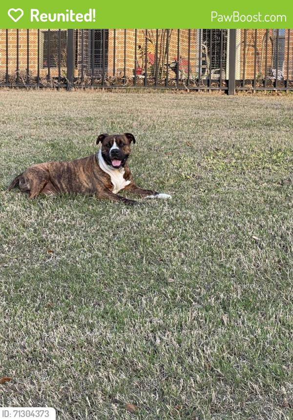 Reunited Unknown Dog last seen Ralston Branch Way behind Percy Street along the small lake in Telfair, Sugar Land, TX 77479