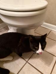 Found/Stray Unknown Cat last seen Hilliard Rome Rd and Roberts Rd, Columbus, OH 43026