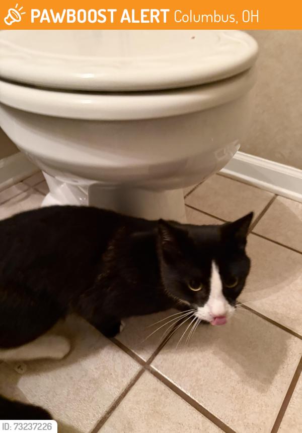 Found/Stray Unknown Cat last seen Hilliard Rome Rd and Roberts Rd, Columbus, OH 43026
