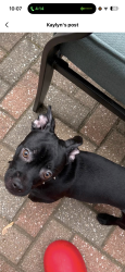 Lost Male Dog last seen Near e 69th pl, Chicago, IL 60637