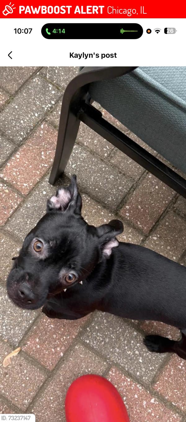 Lost Male Dog last seen Near e 69th pl, Chicago, IL 60637